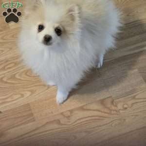 Vicky, Pomeranian Puppy